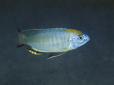 Nyassachromis prostoma 'Gome'